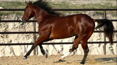 LEDGENDARY SCAMPER CLONE, CLAYTON NOW STANDING AT STUD